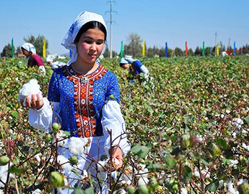 Types of harvesting raw cotton