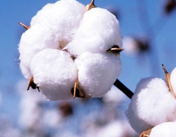 Traditional and new varieties of cotton (part 1)