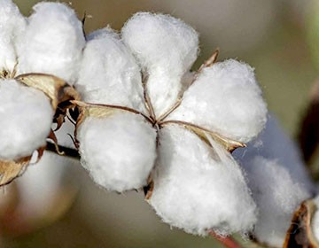Traditional and new varieties of cotton (part 2)